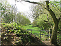 Railway trackbed - cattle pasture