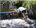 NJ1048 : Cooling off in a Highland burn by Des Colhoun