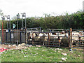 Sheep waiting to be shorn