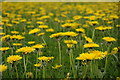 Dandelions in the Usk valley