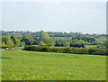 2009 : Looking south near Whistley Farm