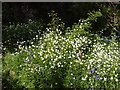 Stitchwort in Perivale Wood