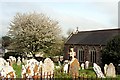 Blossom in the Churchyard