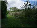 Apple orchard, Hollow Meadow, Snitterfield