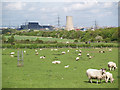 Sheep pasture by Eston Road