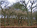NX8252 : Big Pine in Oakbank Wood by Ed Iglehart
