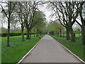 Tree-lined avenue in Victoria Park