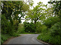 Lane through the trees