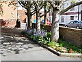 Bluebells on Crook Street