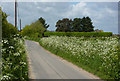 Lane between Shotley and Erwarton