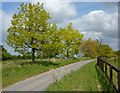 Lane and trees north of Erwarton Hall