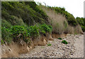 Miniature cliff by the Stour