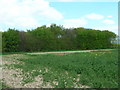 Small Woodland in front of Barrow Farm