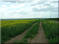 Track through Crop Field