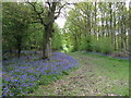 Bluebells alongside path in Birch Wood