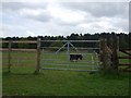 Paddock near Broughton