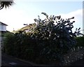 Ceanothus, Dartmouth Road, Three Beaches, Waterside