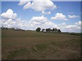 Grassland near The Pebley