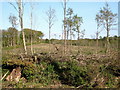 ST5107 : Woodland clearance - Higher Halstock Leigh by Sarah Smith
