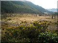 Rough Grazing in Glen Goil