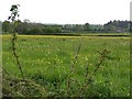 View across fields, Landford Wood