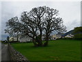 Tree in the school playing field