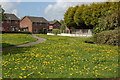 Dandelions on the park