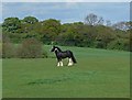 Horse and field near Newbold Verdon