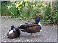 Ducks, Kingussie