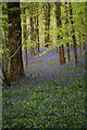 Bluebell woods