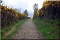 Lane near Rivington Pike