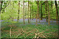 Bluebell woods