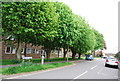 Trees lining Burford Rd