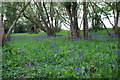 Bluebell Woods