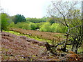 Some rough grazing near Cefn-y-bwlch