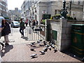 Bournemouth : Old Christchurch Road - Pigeons