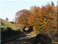 Autumn Colours on the Glen Road