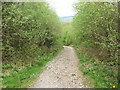 Forest Road, Crynant Forest