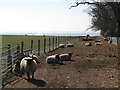 Sheep pens at Salmonswell Farm