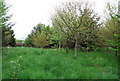 Young trees near Wimland Rd