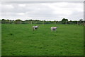 Sheep, Moated House Farm