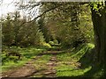 Track through Blackingstone Woods