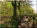 Lane near Didworthy Cottages