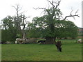 Ancient trees, near New House Farm