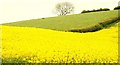 Rape and drumlins near Killyleagh