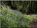 Bluebells in Woodcock Wood (2)