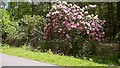 Rhododendrons on Terwick Common