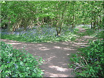 TQ6052 : Footpath junction in Shipbourne Wood by David Anstiss