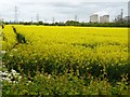 Kingston on Soar fields and Ratcliffe on Soar power  station