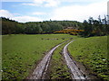 Pasture Land by Kinchyle woodlands